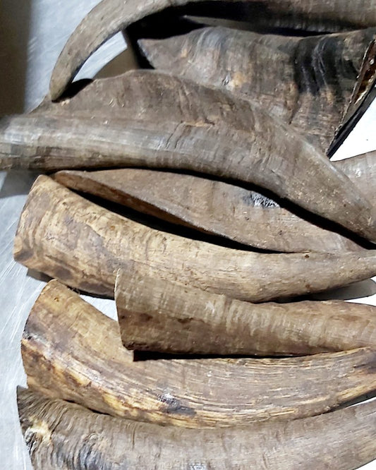 Goat Horn with Marrow